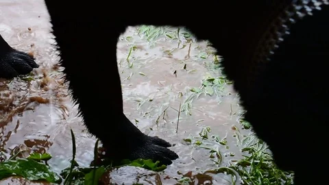 Labrador passes through a puddle Stock Footage 112921638