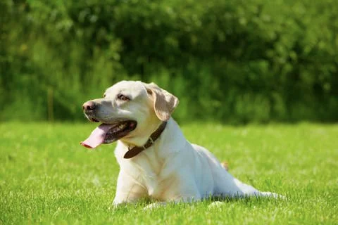 Labrador Stock Photos