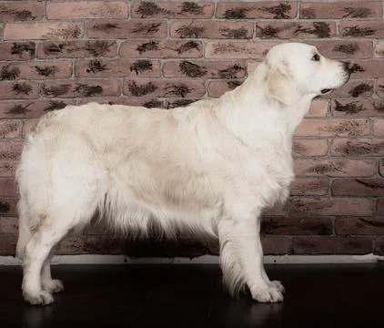 Labrador Stock Photos