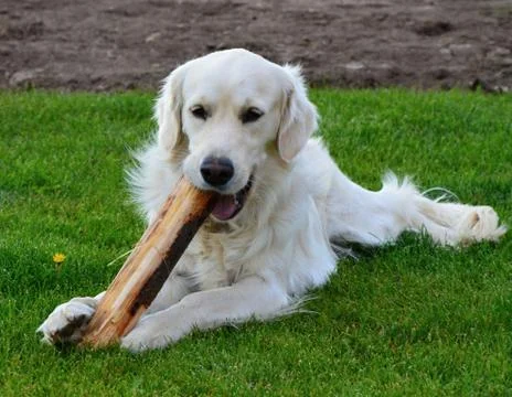 Labrador Stock Photos