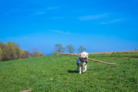 Labrador Stock Photos