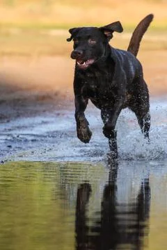 Labrador Stockfoto's