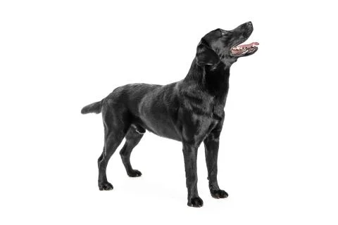 Labrador Stock Photos