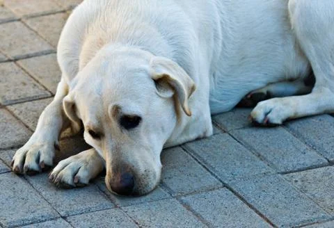 Labrador Stock Photos