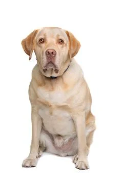 Labrador Stock Photos
