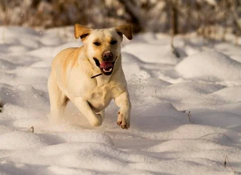 Labrador Stock Photos
