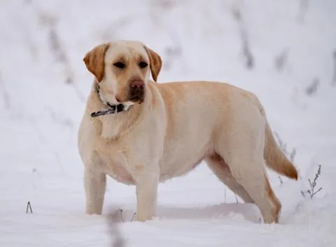 Labrador Stock Photos