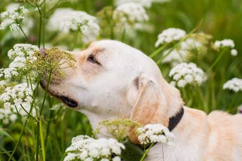 Labrador Stock Photos
