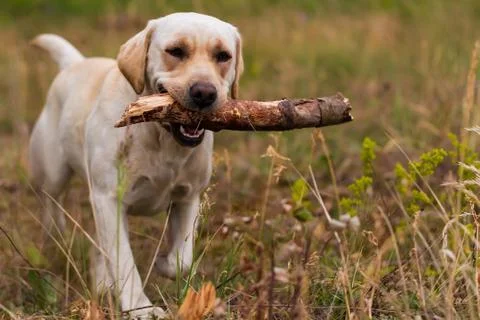 Labrador Stock Photos