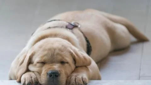 Labrador Stock Photos