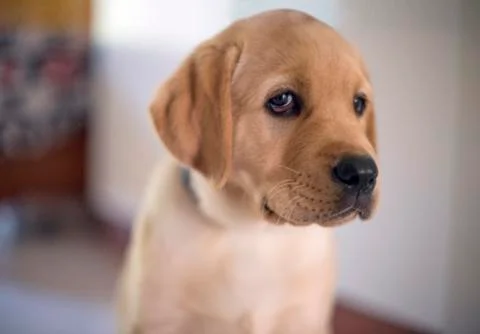 Labrador Stock Photos