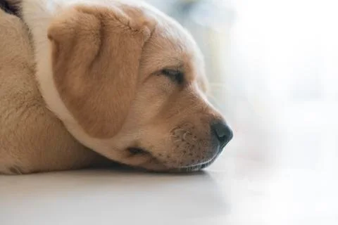 Labrador Stock Photos