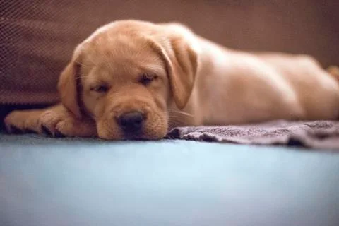 Labrador Stock Photos