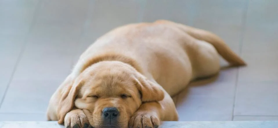 Labrador Stock Photos