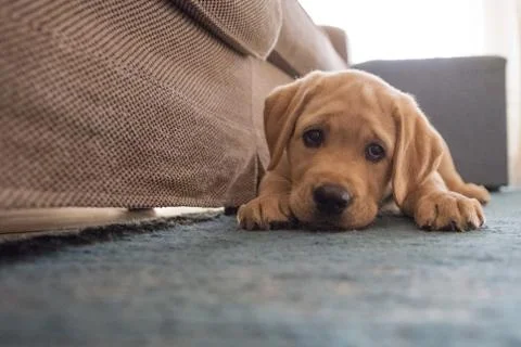 Labrador Stock Photos