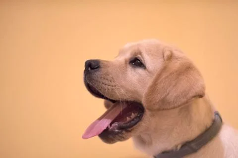 Labrador Stock Photos