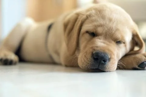 Labrador Stock Photos