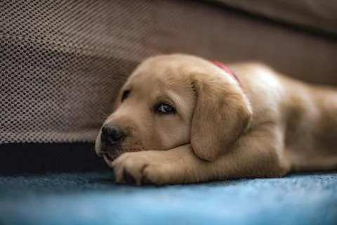 Labrador Stock Photos