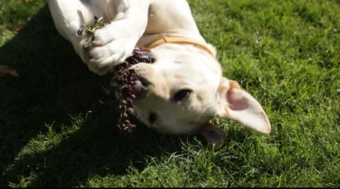 Labrador play Stock Footage 921173