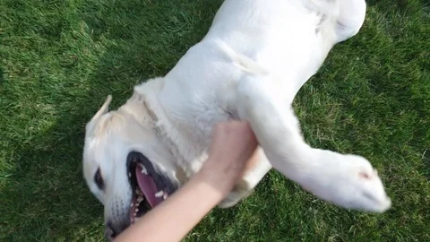 Labrador playing Stock Footage 116260440