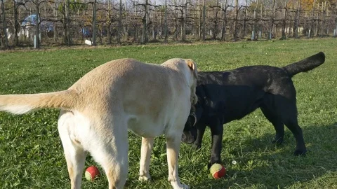 Labrador playing in the garden Stock Footage 82519851