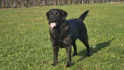 Labrador playing in the garden Stock Footage 82520822