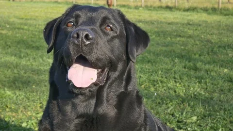 Labrador playing in the garden Stock Footage 82523486