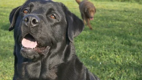 Labrador playing in the garden Vídeos de archivo 82526199