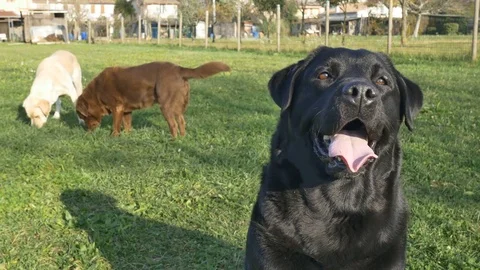 Labrador playing in the garden Vídeos de archivo 82528941