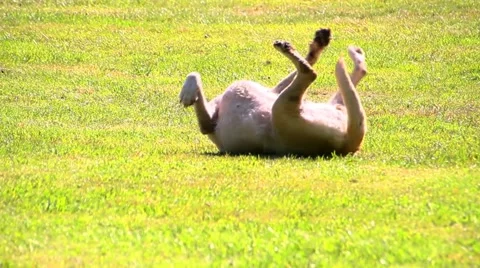 Labrador playing on a meadow Stockbeeldmateriaal 40675985