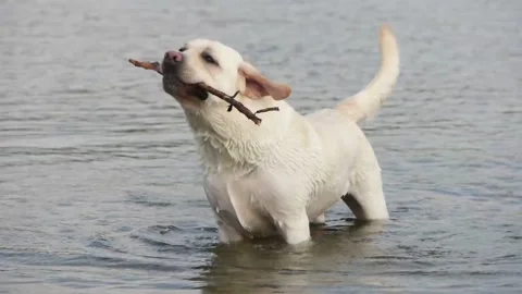 Labrador playing with a stick, slow motion Stock Footage 89159829