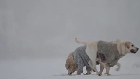 Labrador plays in snow, joyful winter vibes, Christmas mood, snowy blue bokeh Stock Footage 295950172