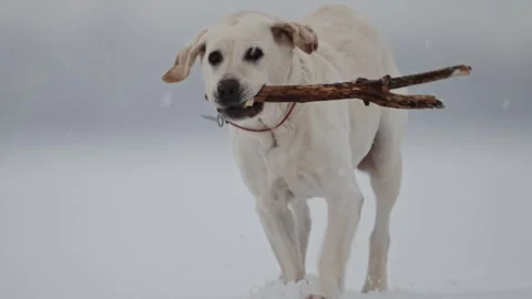 Labrador plays in snow, winter joy, Christmas mood, blue bokeh, slow-motion Stock Footage 295371032