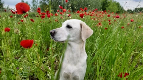 Labrador in Poppy Field Stock Footage 312944910