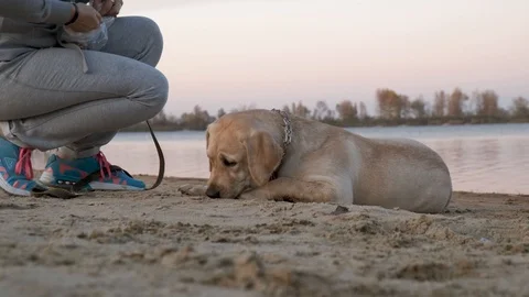 Labrador portrait at the beach. Stock Footage 118069738
