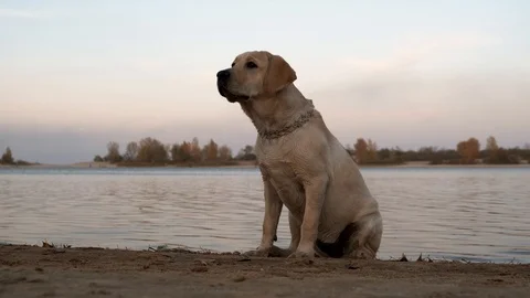 Labrador portrait at the beach. Stock Footage 118069803