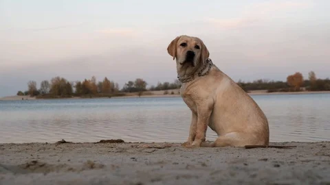 Labrador portrait at the beach. Stock Footage 118069879