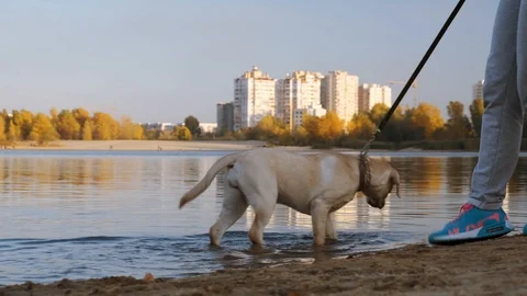 Labrador portrait at the beach. Stock Footage 118070409
