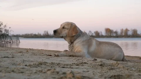 Labrador portrait at the beach. Stock Footage 118070846