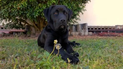 Labrador Portrait Stock Photos