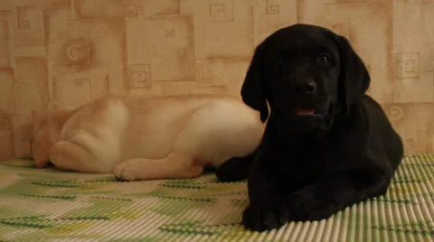 Labrador  puppies Stock Footage 24636967