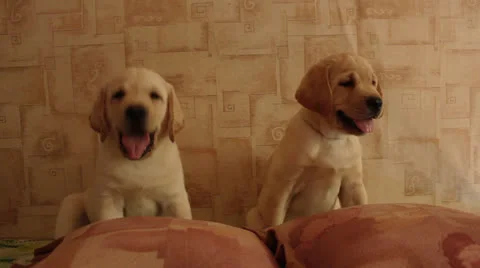 Labrador  puppies Stock Footage 24637984