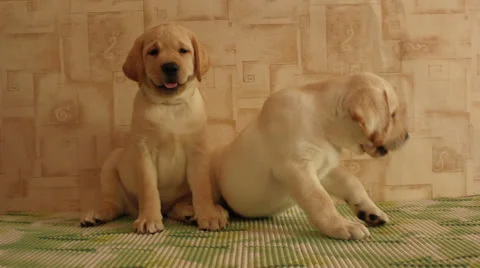 Labrador  puppies Video stock 24638016