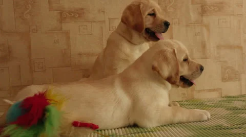 Labrador  puppies Stock Footage 24638041