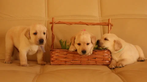 Labrador puppies Stock Footage 36802432