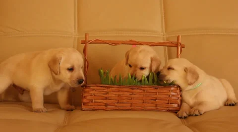 Labrador puppies Stock Footage 36802444