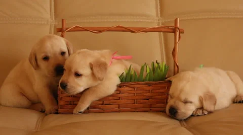 Labrador puppies Video stock 36802450