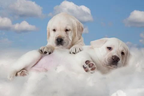 Labrador puppies lying on a cloud Foto stock