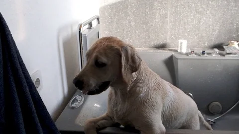 Labrador puppy bathing in the shower. Stock Footage 117054962
