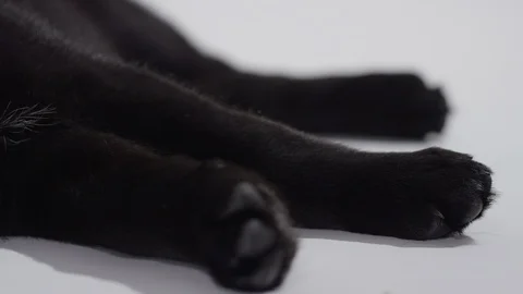 Labrador puppy close up Stock Footage 110748466